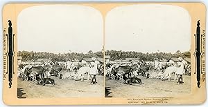 Stereo, Inde, India, Bombay, The cattle market, marché au bétail, 1901