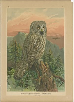 Antique Bird Print of the Great Grey Owl by Naumann (c.1900)