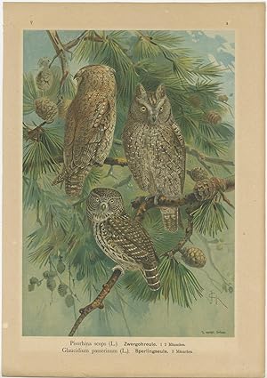 Antique Bird Print of the Eurasian Scops Owl and Eurasian Pygmy Owl by Naumann (c.1900)