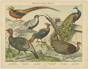 Antique Print of a Turkey, Peacock and other Birds by Schubert (1886)