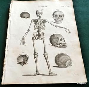 Anatomy. 104 page extract from the Encyclopaedia Britannica 1822/3 6th edition.