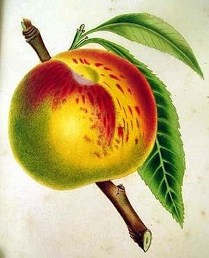 THE FRUITS AND FRUIT TREES OF AMERICA; OR, THE CULTURE, PROPAGATION, AND MANAGEMENT, IN THE GARDE...