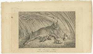 Antique Print of a Hare by Wheble (1801)