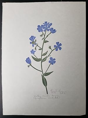 Linoleum Block Print of a Northern California Plant or Flower: Western Hound's Tongue (Cynoglossu...