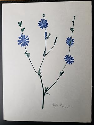 Linoleum Block Print of a Northern California Plant or Flower: Chicory. Signed and Numbered by Dr...