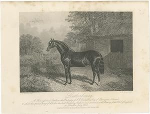 Antique Print of a Horse by Engleheart (1855)