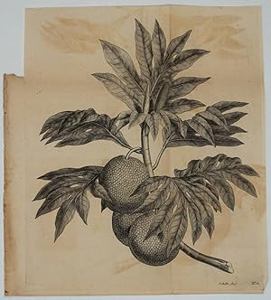 Breadfruit Engraving from Cook's first voyage