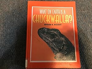 What on Earth Is a Chuckwalla?