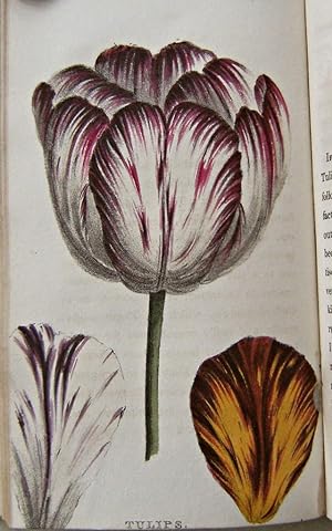 A Concise and Practical Treatise on the growth and culture of the carnation, pink, auricula, poly...