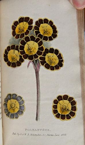 A Concise and Practical Treatise on the growth and culture of the carnation, pink, auricula, poly...
