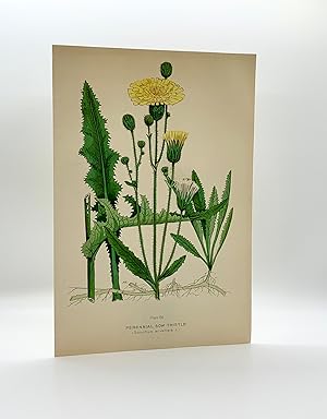 Perennial Sow-Thistle (sonchus arvensis L.) | Single Leaf Extract from the Second Revised Edition...