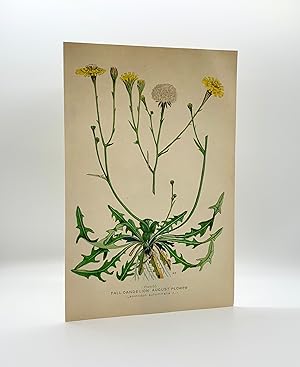 Fall Dandelion August Flower (Leontodon autumnalis L.) | Single Leaf Extract from the Second Revi...