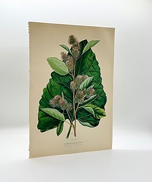 Common Burdock (Artium minus) | Single Leaf Extract from the Second Revised Edition of "Farm Weed...