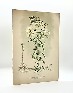 White Evening-Primrose (Oenothera pallida) | Single Leaf Extract from the Second Revised Edition ...