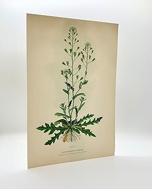 Shepherd's Purse (Capsella Bursa-pastoris) | Single Leaf Extract from the Second Revised Edition ...