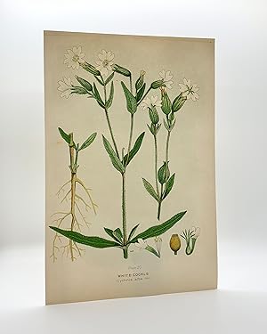 White Cockle (Lychnis alba) | Single Leaf Extract from the Second Revised Edition of "Farm Weeds ...