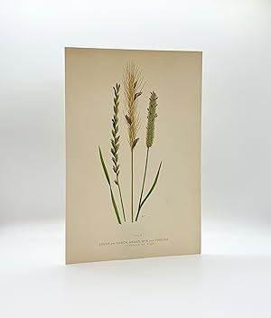 Couch or Quack Grass, Rye and Timothy, attacked by Ergot | Single Leaf Extracted from the Second ...