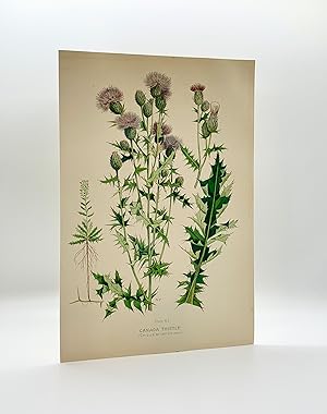 Canada Thistle (Cnicus arvensis) | Single Leaf Extract from the Second Revised Edition of "Farm W...