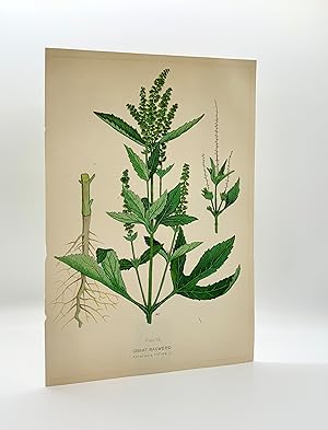 Great Ragweed (Ambrosia trifida L.) | Single Leaf Extract from the Second Revised Edition of "Far...