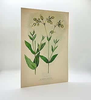 Bladder Campion (Silene latifolia) | Single Leaf Extract from the Second Revised Edition of "Farm...