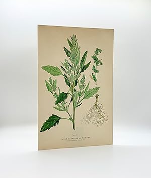 Lamb's Quarters or Picweed (Chenopodium album L.) | Single Leaf Extracted from the Second Revised...