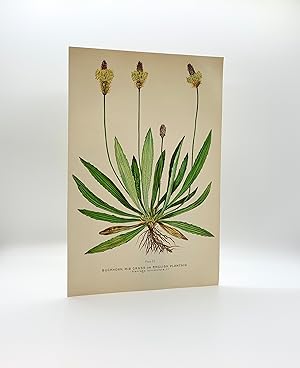 Buckhorn, Rib Grass or English Plantain (Plantago lanceolata L.) | Single Leaf Extract from the S...