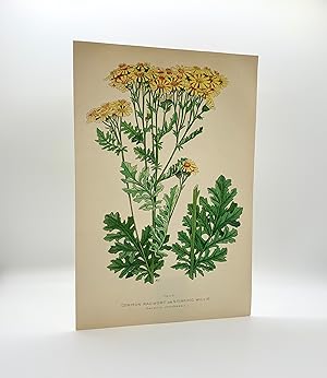 Common Ragwort or Stinking Willie (Senecio Jacobaea L.) | Single Leaf Extract from the Second Rev...