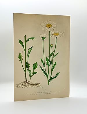 Ox-Eye or White Daisy (Chrysanthemum Leucanthemum) | Single Leaf Extract from the Second Revised ...