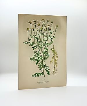 Stinking Mayweed (Anthemis Cotula L.) | Single Leaf Extract from the Second Revised Edition of "F...