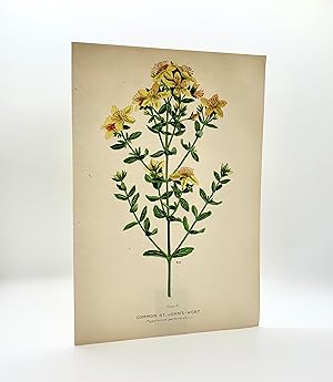 Common St. John's Wort (Hypericum perforatum L.) | Single Leaf Extract from the Second Revised Ed...