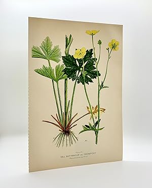 Tall Buttercup or Crowfoot (Ranunculus acris L.) | Single Leaf Extract from the Second Revised Ed...