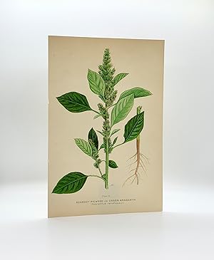 Redroot Picweed or Green Amaranth (amaranthus retrofeluxs L.) | Single Leaf Extracted from the Se...