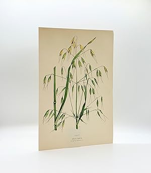 Wild Oats (Avena fatura L.) | Single Leaf Extracted from the Second Revised Edition of "Farm Weed...