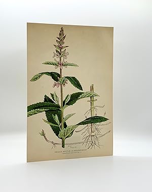 Hedge Nettle or Woundwort (Stachys palustris L.) | Single Leaf Extract from the Second Revised Ed...