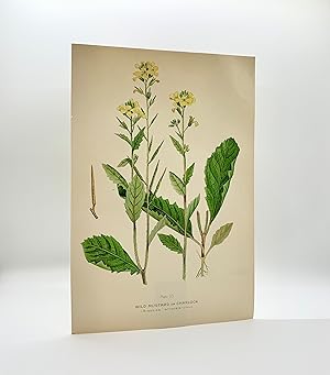 Wild-Mustard or Charlock (Brassica arvensis) | Single Leaf Extract from the Second Revised Editio...