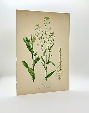False Flax (Camelina sativa) | Single Leaf Extract from the Second Revised Edition of "Farm Weeds...