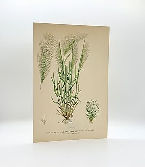 Skunk Grass, Wild Barley or Squirrel-Tail Grass (Hordeum jutabum L.) | Single Leaf Extracted from...