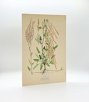 Sheep Sorel (Rumex Acetosella L.) | Single Leaf Extracted from the Second Revised Edition of "Far...
