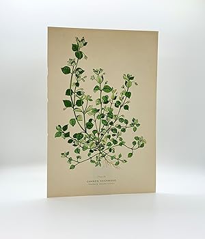 Common Chickweed (Stellaria media (L.) Cyrill.) | Single Leaf Extracted from the Second Revised E...