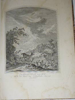 Ein Brunfft Hirsch mit Wild. Nach der Natur bey Schleissheim, Anno 1736, gezeichnet. First editio...