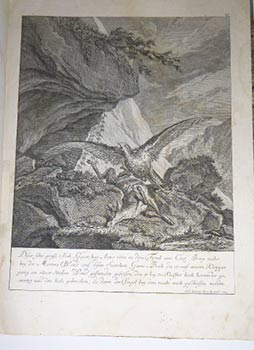 Diser sehr grosse Joch-Geyer, hat Anno 1685 in dem Tyrol am Cirl Berg nahe bey der Martins Wand a...