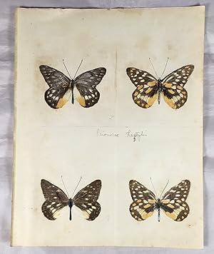 Prioneris Thestylis Butterflies, Antique Print. (Nature Printing Process).