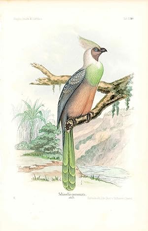 Bird print - Schizorhis personata (Plate XXX ONLY) from Ornithologie Nordost-Afrika's