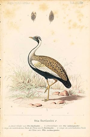 Bird print - Otis Hartlaubii (Plate XXXVII ONLY) from Ornithologie Nordost-Afrika's