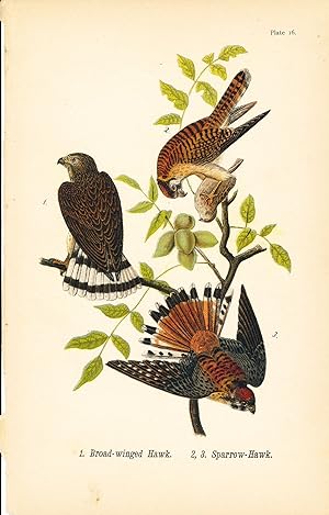 Bird print - Broad-winged Hawk and Sparrow-Hawk (3 birds) - Plate 16 - from Report on the Birds o...