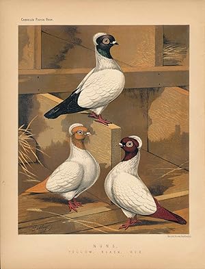 Cassell's Pigeon Book - "Nuns, Yellow, Black, Red" Pigeons