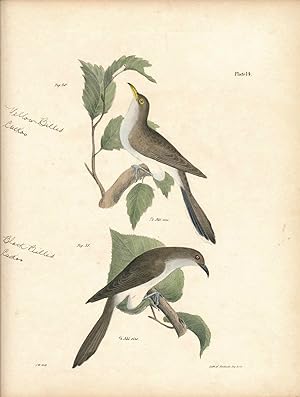 Bird print - Plate 14 from Zoology of New York, or the New-York Fauna. Part II Birds
