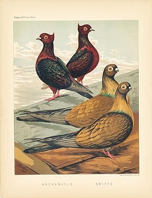 Cassell's Pigeon Book - "Archangels and Swifts" Pigeons