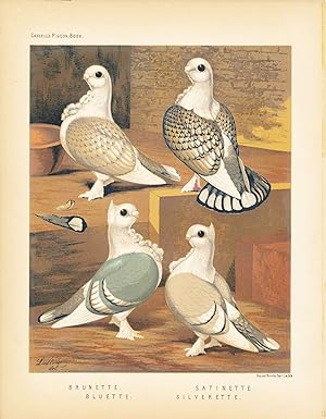 Cassell's Pigeon Book - "Brunette, Bluette, Satinette, Silverette" Pigeons