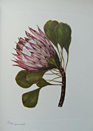 More Cape Flowers By a Lady - The Paintings of Arabella Roupell
